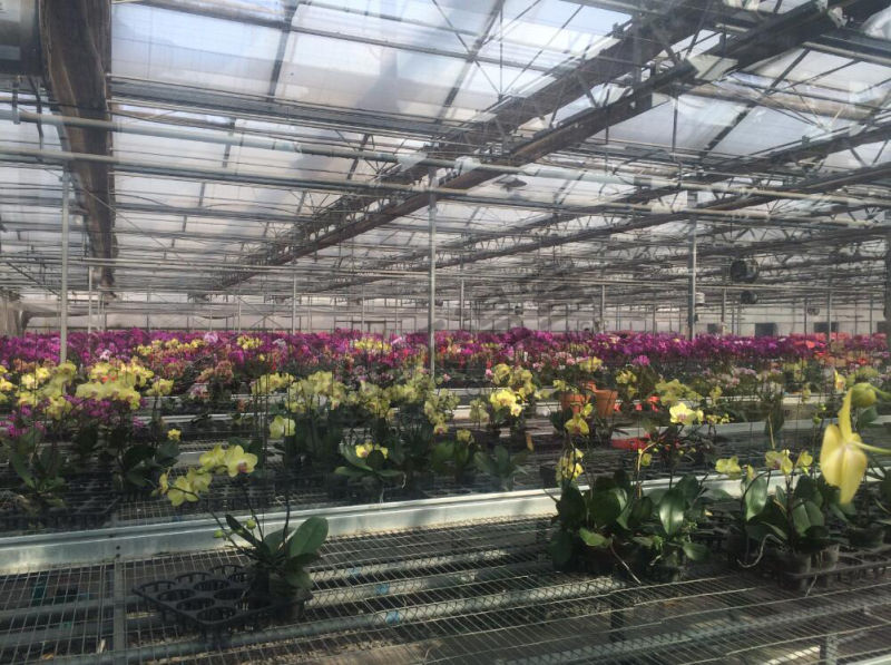 High Cost Performance Multi-Span Glass Greenhouse for Agribusiness