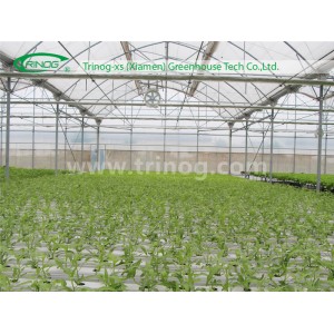 Modern Multi Span Film Greenhouse for Vegetable
