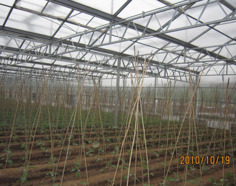 High Output Venlo Type Greenhouse Covered by Glass
