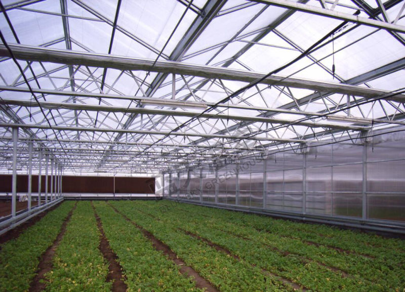Good Cost Performance Venlo Type Multi-Span Glass Green House for Planting Vegetables