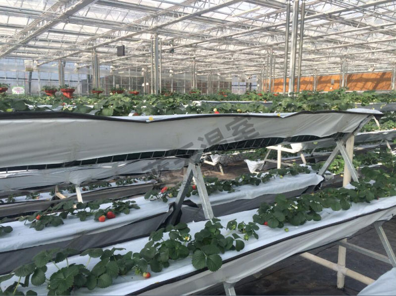 Netherlands Technology Multi-Span Glass Greenhouse for Agribusiness