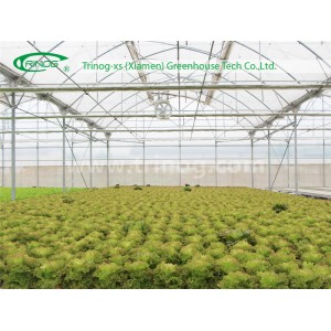 Modern Hydroponics broccoli Greenhouse for Sale