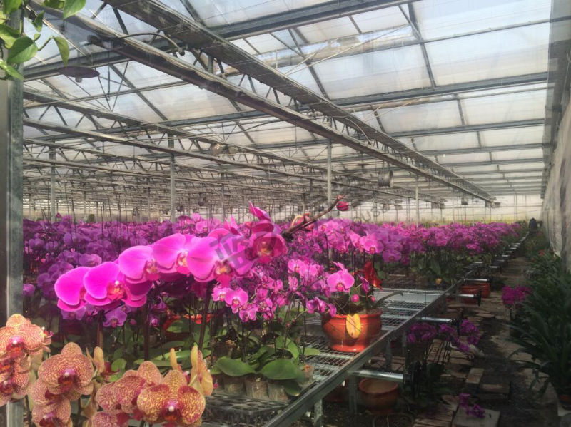 Long Life-Span Glass Greenhouse with Auto environment Control System