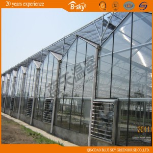 High Quality Extensively Used Venlo Type Glass Greenhouse