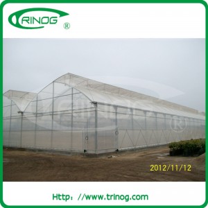 Modern Film Greenhouse for Hydroponics Vegetable
