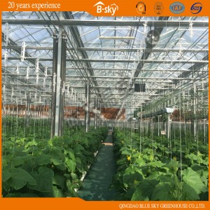 Agricultural Venlo Type Greenhouse