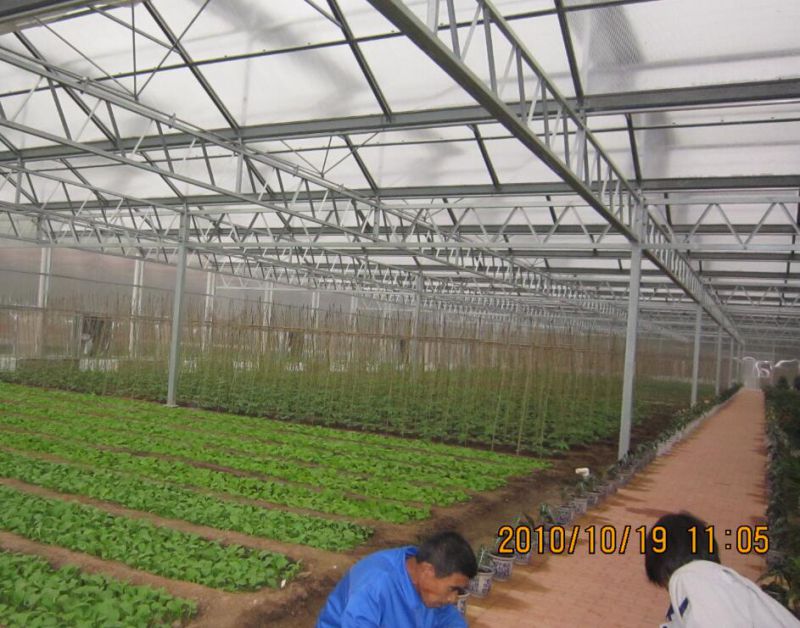 High Yield Venlo Type Greenhouse Covered by Glass