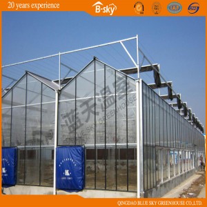 Multipurpose Extensively Used Venlo Type Glass Greenhouse