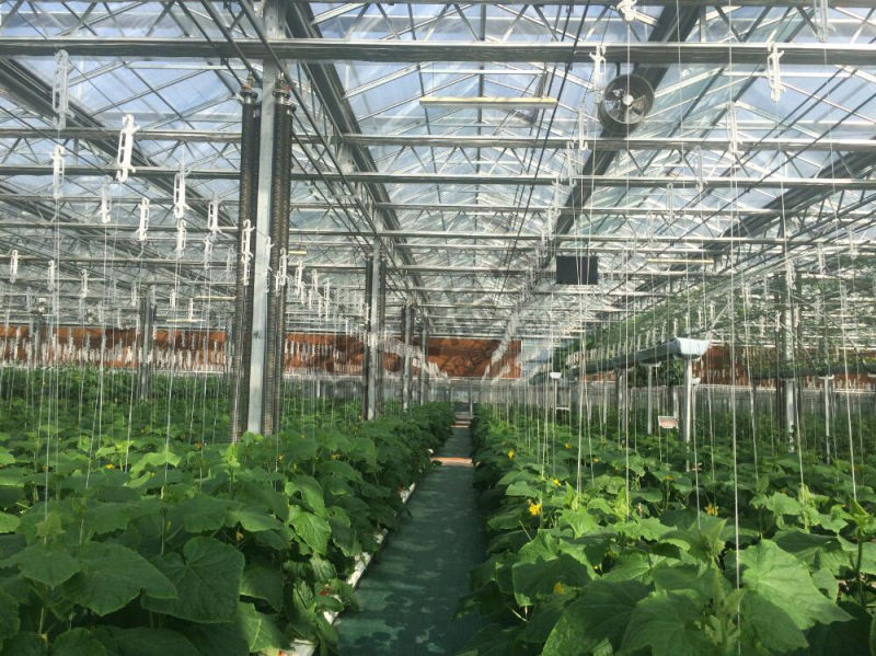 Agricultural Venlo Type Greenhouse