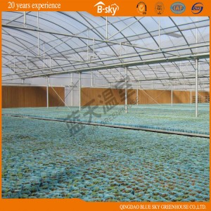 Multi-Span Structure Film Green House for Seeding