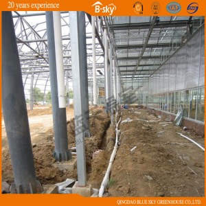 High Production Dutch Technology Multi-Span Glass Green House