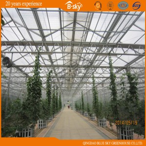 High Quality Long Term Use Multi-Span Glass Greenhouse