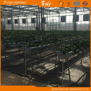 High Quality Venlo Structure Glass Greenhouse China Supplier