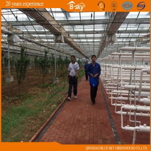 Agriculture Multi Span Film Greenhouse with Drip Irrigation