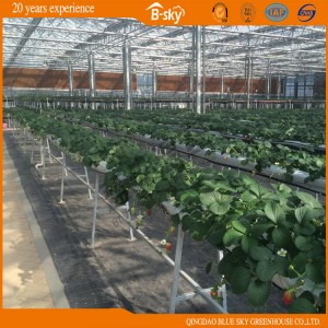 Venlo Structure Glass Greenhouse with Long Term Use