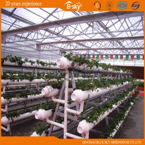 Glass Multi-Span Greenhouse with Pad Fan Cooling