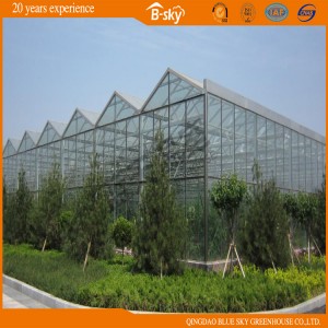 Long Life Span Venlo Structure Greenhouse