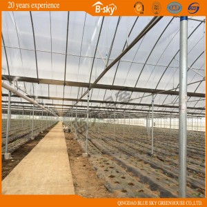 Agribusiness Multi-Span Film Greenhouse with Traditional Planting