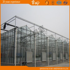 Glass Multi-Span Greenhouse with Venlo Type Structure