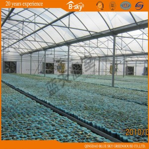 Multi-Span Film Greenhouse with Hydroponics