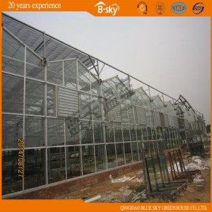 Good Appearance and Practical Venlo Glass Greenhouse