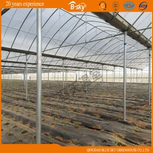 Dutch Technology Plastic Film Greenhouse with Mluti-Span Structure