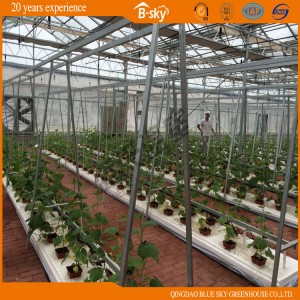 Agriculture Film Greenhouse in Multi Span Structure