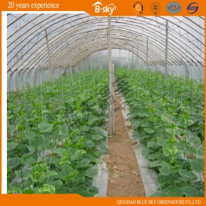 Popular Tunnel Greenhouse for Vegetable Planting