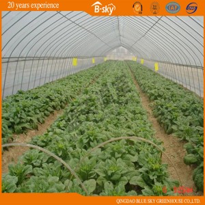 Widely Used Tunnel Greenhouse for Vegetable Planting