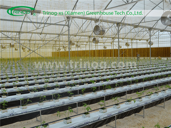 Substrate Growing Systemhydroponic for Strawberry