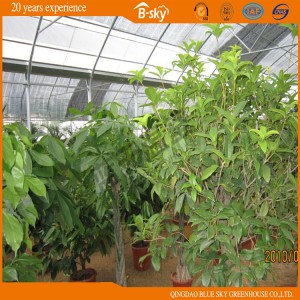 Plastic Film Greenhouse with Ventilation Windows