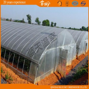 Netherlands Technology Tunnel Green House for Vegetable Planting