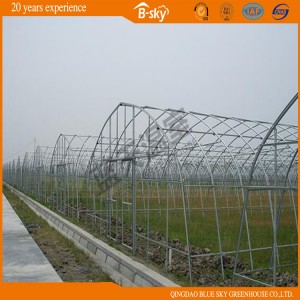 Dutch Technology Tunnel Green House for Vegetable Planting