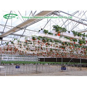 Strawberry Substrate Growing System in coco peat