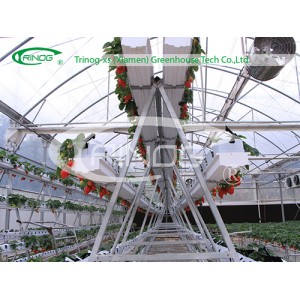 Strawberry Soiless Growing System hydroponic for Sale