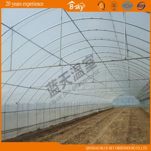 Netherlands Technology Arch Greenhouse for Vegetable Planting