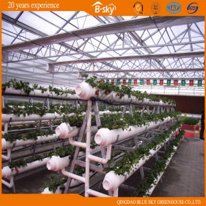 Widely Used Polycarbonate Sheet Multi-Span Venlo Type Greenhouse