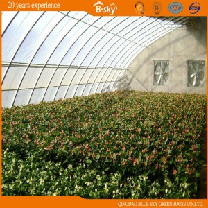 Hot Sale Commercial Flower Vegetable Solar Greenhouse
