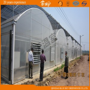 High Output Multi-Span Plastic Film Agricultural Green House