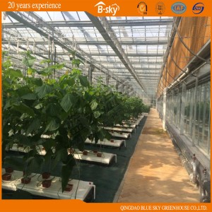 Beautiful Glass Greenhouse for Planting Cucumber/Tomatoes