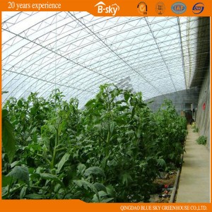 High Production Solar Green House for Strawberry Growing