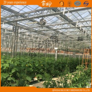 Agricultrual Planting Venlo-Type Glass Greenhouse with High Quality