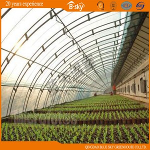 Hot Sale Film Covered Solar Greenhouse for Planting Vegetables