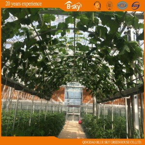 China Supplier Glass Greenhouse for Planting Cucumber/Tomatoes