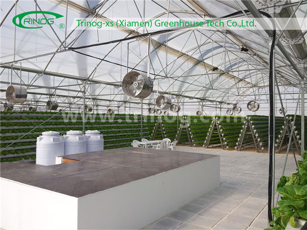 Hydroponics System for Tomato Greenhouse