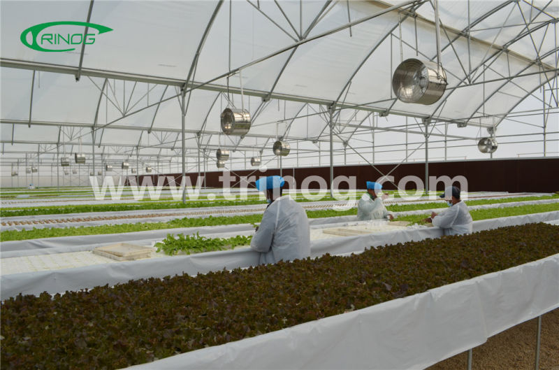 Hydroponics System for Vegetables