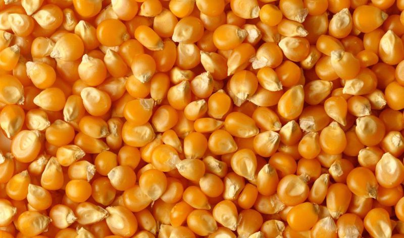 Feed Pellet/Granulator Processing Machinery Grinding Mill Crusher